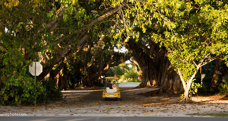 bride and groom driving a yellow golf cart under a canopy of Banyan trees in Boca Grande Florida